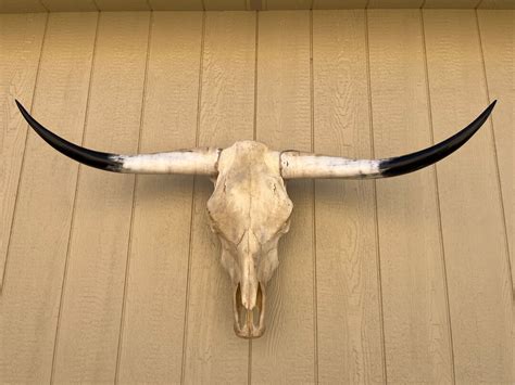 Longhorn Steer Skull With 4 Feet 2 1/2 Inch Wide Polished Horns Cow ...