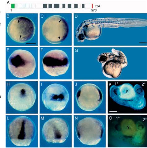 Figure 2 from Evidence for a frizzled-mediated wnt pathway required for ...