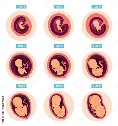 Pregnancy stages. Human growth stages embryo development egg fertility ...