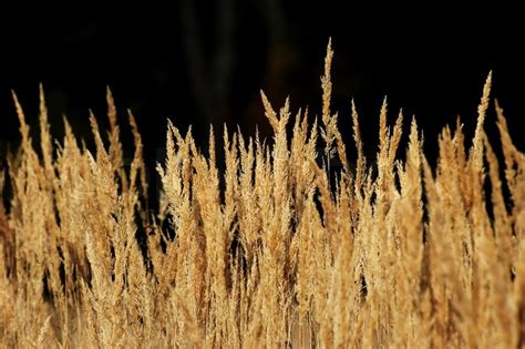 The background - dry yellow grass | Stock image | Colourbox