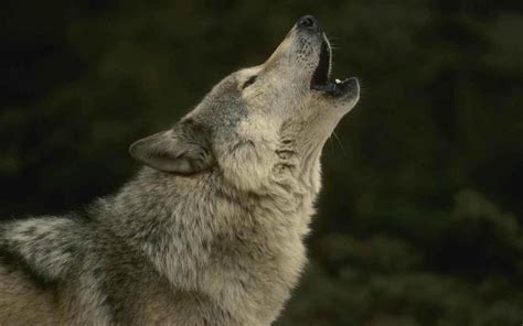 Is there a wolf in Scotland? These mysterious howling noises baffle ...