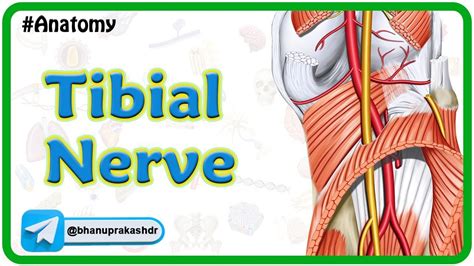 Tibial Nerve Anatomy Animation : Origin, course, Branches, Tarsal tunnel syndrome | USMLE Step 1 ...