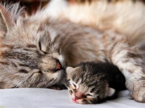 Sleeping with Mom, sleep, mom, cat, baby, sweet, pet, feline, love ...