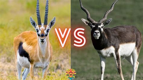 Gazelles Vs. Antelopes | What Distinguishes an Antelope From a Gazelle?