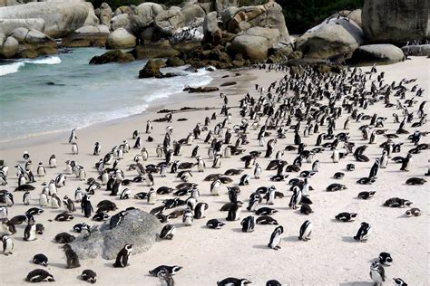 Penguin colony | Colony of African Penguins at boulders beac… | Flickr