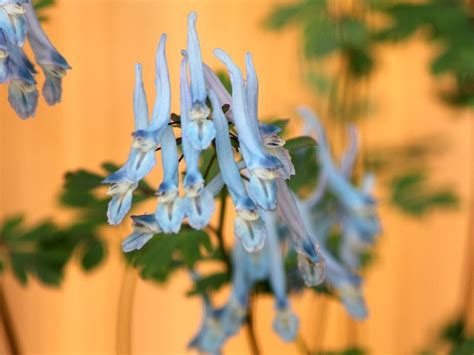 Corydalis | Corydalis sp. | Flower Database