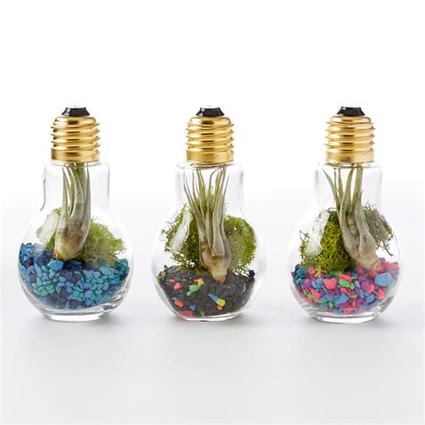 DIY Light Bulb Terrarium – Adorable Home