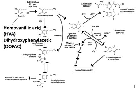 Inhibition of dopamine conversion to norepinephrine by Clostridia ...