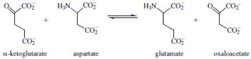 Aspartate Aminotransferase