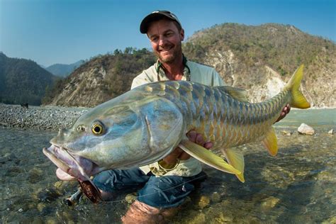 India - Golden Mahseer Fishing - jimklug | Fly fishing, Fish, Fishing world