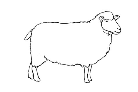 Free Sheep Drawing, Download Free Sheep Drawing png images, Free ...