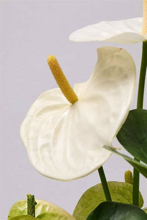 Anthurium White - Indoor Plants | Plantshop.me