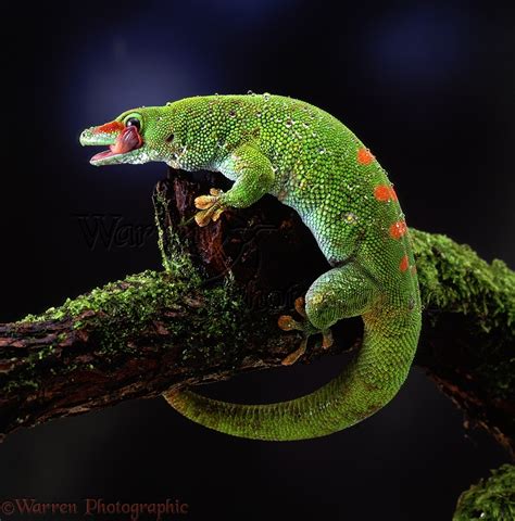 Madagascar Day Gecko photo WP06084