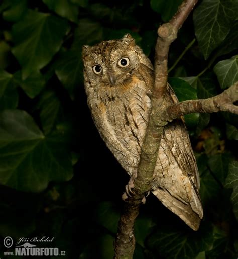 Scops Owl Photos, Scops Owl Images, Nature Wildlife Pictures | NaturePhoto