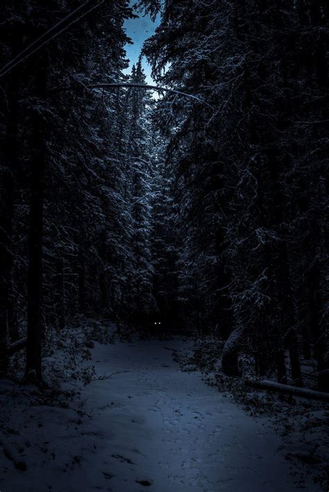 Dark Forest Wolf Wallpapers - Top Free Dark Forest Wolf Backgrounds - WallpaperAccess