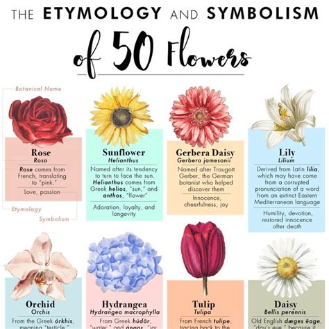 Flowers And Meanings Chart - Fanny Healthy Life