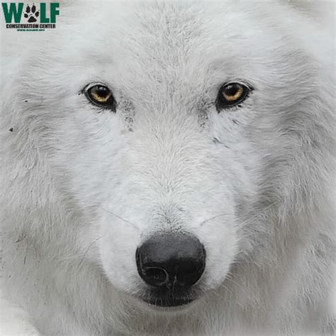 Wolf Conservation Center - YouTube