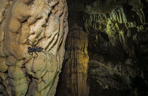 Meghalaya’s Caves: The Secret World Beneath The Surface | Roundglass | Sustain