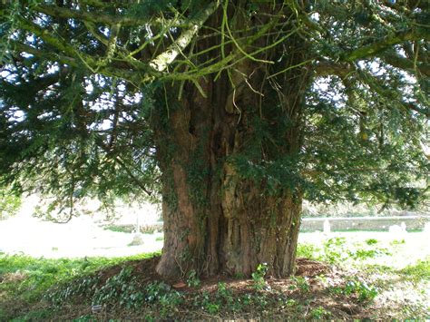 File:Bignor Church yew tree.JPG