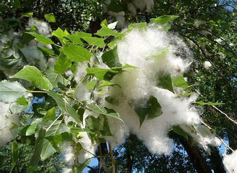 Picture of a Poplar Tree shedding seeds attached to cotton tufts | Tree ...