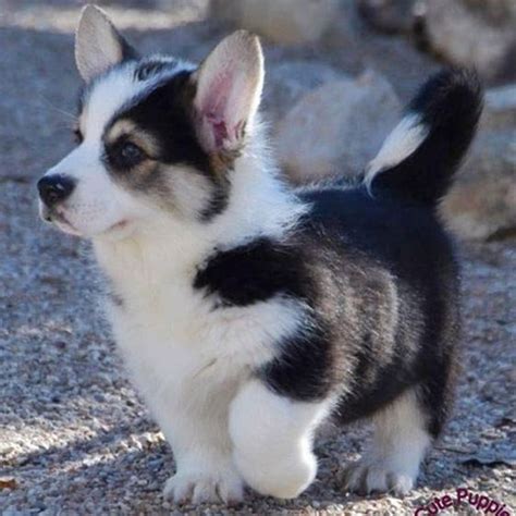 Corgi Husky Mix - A Beautiful Mix Of Breeds - Animal Corner