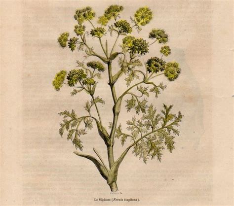 New work research: Silphium, an extinct medicinal plant native to the ...