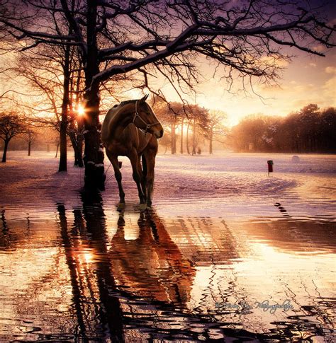 Horse in the snow by Mircea Dig on 500px | Horses, Pretty horses, Horse photography