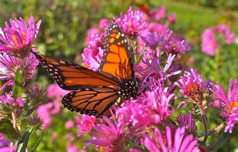 Monarch Butterfly Garden Design - Image to u