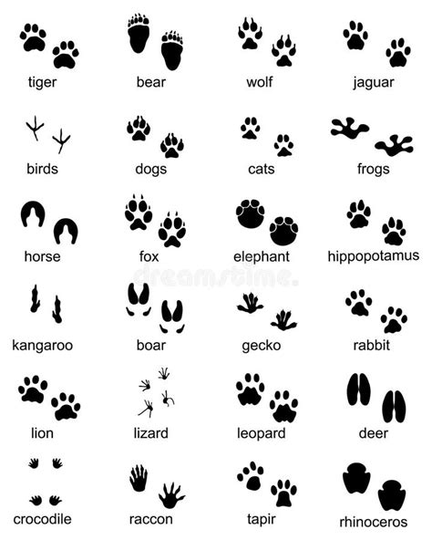 Kangaroo Footprint Stock Illustrations – 69 Kangaroo Footprint Stock Illustrations, Vectors ...