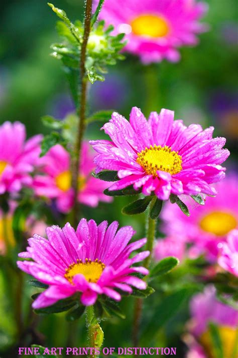 Daisy Shasta Variety with Pink Blooms Premium Botanical Print | Flower ...