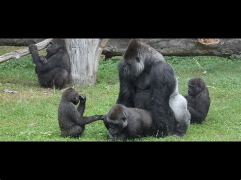 Gorilla Mating With Human - Salaman