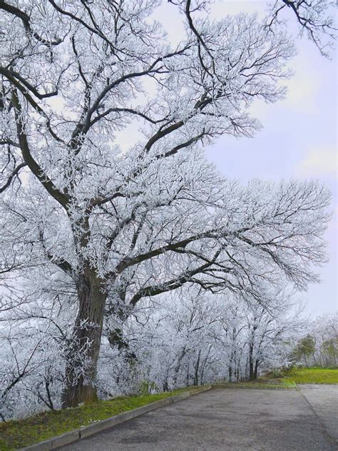 Trees in hoarfrost stock photo. Image of austria, frost - 26239098