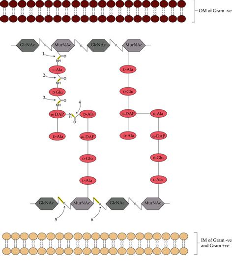 Peptidoglycan Structure And Architecture