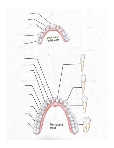 teeth of lower jaw Diagram | Quizlet