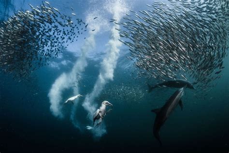 Beautiful Underwater Photos From National Geographic Your Shot