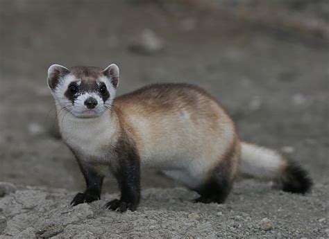 Black-Footed Ferret - DesertUSA