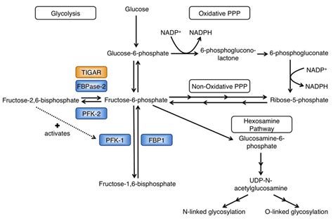 TIGAR functions as a fructose-2,6-bisphosphatase. Schematic of ...