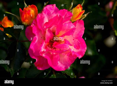 Dreamcoat rose, Heirloom Roses, St Paul, Oregon Stock Photo - Alamy