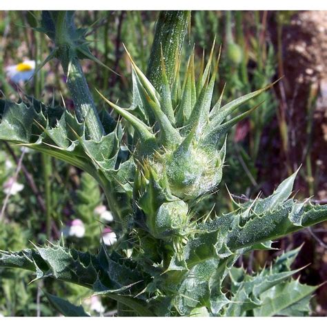 Semillas de Cardo Mariano (Silybum marianum) - Precio: €1.95