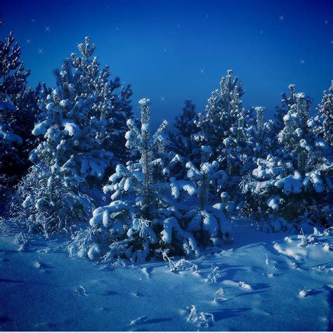 Nature Forest Night Snow Scene iPad Wallpapers Free Download