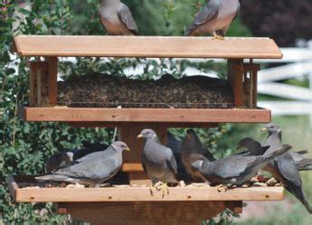 I love doves and I want one of these for my backyard! | Bird feeders ...