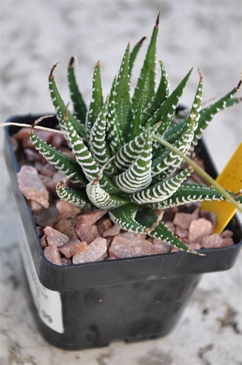 Tips for indoor Succulents - Dan 330 | Succulents, Succulents indoor ...