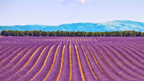 Full day private tour to the Verdon Gorge and Lavender Fields