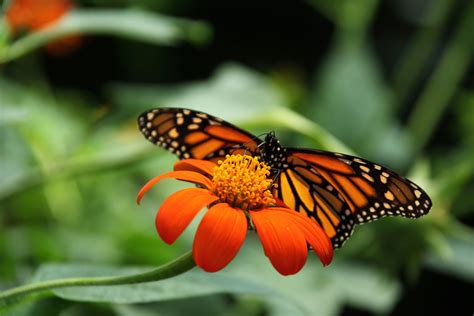Monarch Butterfly Free Stock Photo - Public Domain Pictures