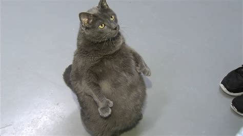 Fat cat seeking the purrfect new home | abc7chicago.com