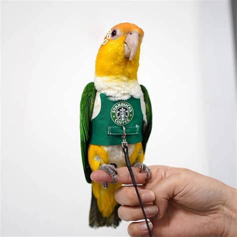 Bird Parrot Harness Ultra-Light Strap Leash Vest out Traction Clothes to Prevent Flying Lost ...