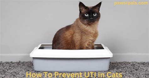 How To Prevent UTI in Cats - Paws R Pals