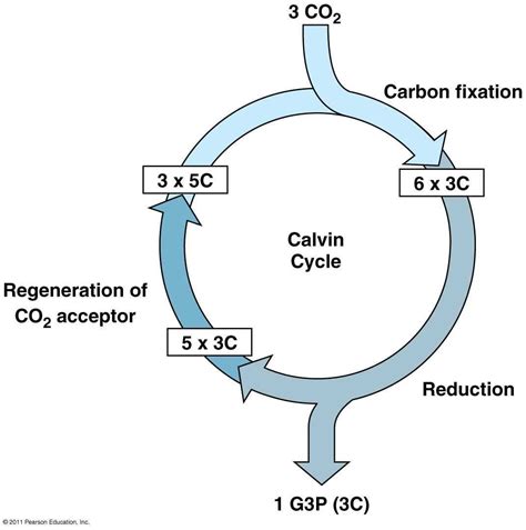 Understanding the Calvin Cycle: A Diagram for Mastering Biology