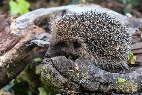 European Hedgehog Photograph by Brian Gadsby/science Photo Library - Pixels