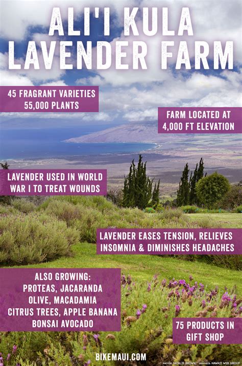 Ali'i Kula Lavender Farm: The Experience - Maui Guide